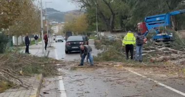 Moti i keq/ Vlorë, era e fortë rrëzon pemët, vështirësi në qarkullim