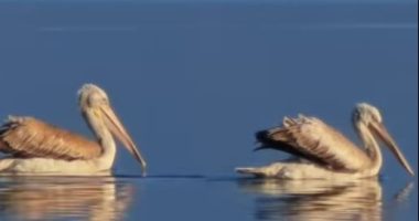 Rama ndan pamje nga Liqeni i Shkodrës: Së shpejti do t’i bashkohet listës së zonave të Biosferës së mbrojtur nga UNESCO