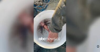 VIDEO/ Peshkatarët kapin në Gjirin e Vlorës peshkun helmues