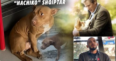 ‘Hachiko’ i Tiranës, qeni që kërkon nëpër rrugë e autobusë pronarin e ndjerë