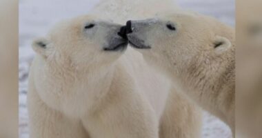 Studimi: ADN-ja e arinjve polarë po ndryshon për t’u përshtatur me ngrohjen globale