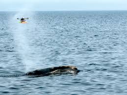 Dronët zbulojnë viruse të rrezikshme te balenat përmes frymëmarrjes së tyre