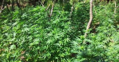 Droga në zonën e Kashnjetit/ Gjykata e Lezhës dënon me 17 vite e 8 muaj burg tre persona