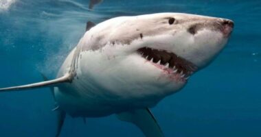 Rrezikohet peshkaqeni i Mesdheut/ Peshkimi i paligjshëm, alarm për peshkaqenin e bardhë të madh