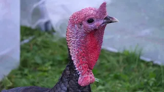 Gjeli i detit, importi uli çmimet/ Fermerët në Peqin: Rritja natyrale e shpendëve, kohë dhe kosto