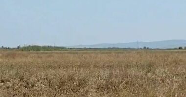 Shirat shkatërruan grurin/ Myzeqe, fermerët nisin fushatën e dytë të mbjelljes