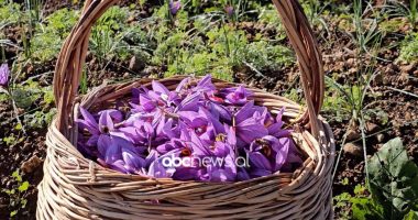 Bima më e shtrenjtë në Shqipëri/ Shafrani që njihet edhe si ari i kuq “zgjon” interesin e fermerëve