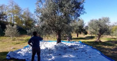 Kruja e ullirit, tradita shekullore/ Flet kultivuesi Mustafa Tema: Kam rrënjë 100-vjeçare