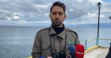 Shtohet numri i shpendëve në Pogradec/ Ndikon habitati dhe klima në liqenin e Ohrit, ndryshe nga Prespa