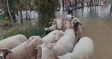 Një pjesë e banorëve të fshatit Adriatik kalojnë natën jashtë, bagëtitë e imëta largohen nga zona e përmbytur