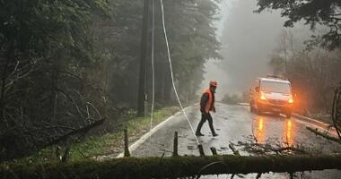 Moti i keq rrëzon pemët në Llogara, bllokohet qarkullimi rrugor