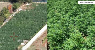 Në kërkim për kultivim lëndësh narkotike, arrestohet i riu në Malësi të Madhe