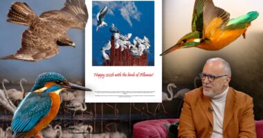 Gëzuar 2026-ën me zogjtë e Shqipërisë, kalendari që lidh artin me natyrën