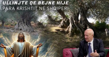 Ja ku gjenden 7 ullinjtë 3800-2500 vjeçar në Shqipëri. Si u dogj në Vlorë ulliri më i vjetër në botë