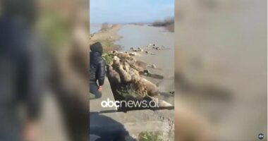 VIDEO/ U morën nga rrjedha e ujit, Forcat e Ushtrisë shpëtojnë nga mbytja 200 krerë bagëti të imët