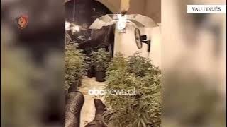 Vau i Dejës  Zbulohet  shtëpi bari   një i arrestuar  4 në kërkim  E pësojnë edhe 3 punonjës të OSHEE