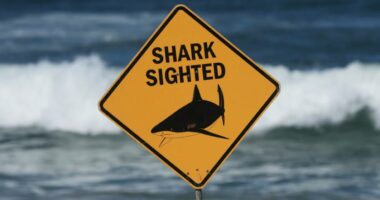 Sulme me peshkaqenë në Sidnei, dy persona në gjendje të rëndë