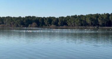 Censusi i shpendëve të ujit/ Specialistët nisin numërimin në Vlorë dhe Prespë