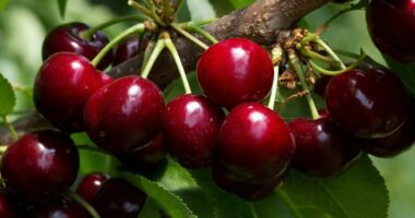 Ankand rekord i qershive në Japoni, një kuti shitet për rreth 10,000 euro