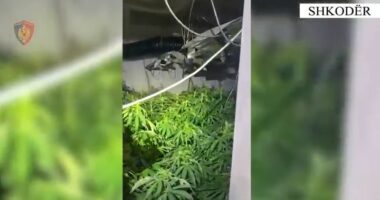 Shkodër/ Përshtatën banesën për të kultivuar drogë, në kërkim dy shtetas