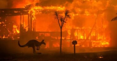 Ngrin Amerika, digjet Australia/ Temperatura arrijnë rekordin 48 gradë celsius