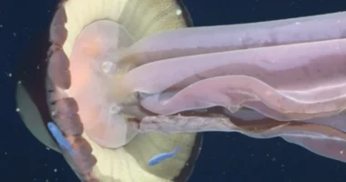 Kandili sa një autobus/ Argjentinë, eksplorimi zbulon specien e rrallë gjigante