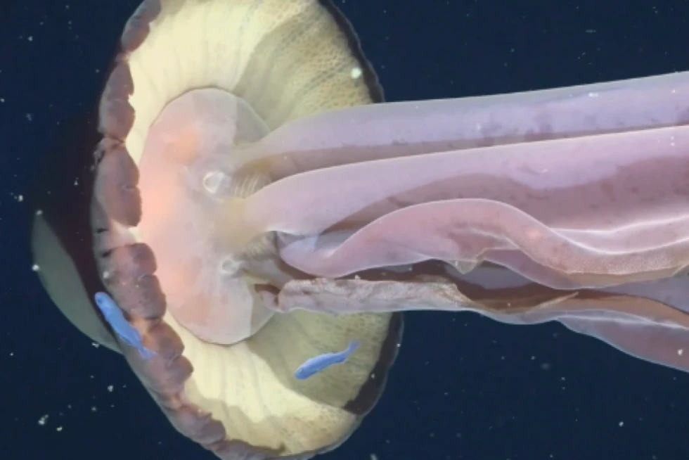 Kandili sa një autobus  Argjentinë  eksplorimi zbulon specien e rrallë gjigante