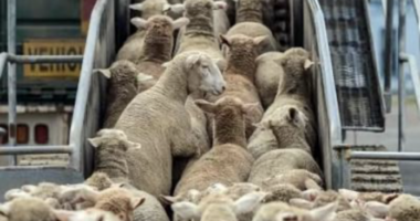 Britania e Madhe ndalon eksportin e kafshëve të gjalla