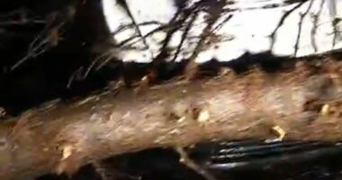 Moti i keq, era e fortë rrëzon disa pemë në pyllin e Sodës, aksidentohet automjeti