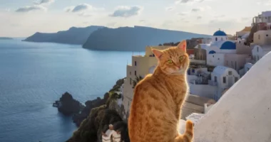 Ishulli grek ofron akomodim falas për ata që kujdesen për macet endacake