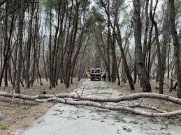 Moti i keq, era e fortë rrëzon disa pemë në pyllin e Sodës, aksidentohet automjeti