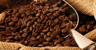 Alarmi/ Prodhimi i kafesë rrezikohet nga ndryshimi i klimës