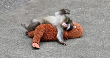 Majmuni i vogël “Punch” preku zemrat e botës/ Pse nënat braktisin këlyshët e tyre