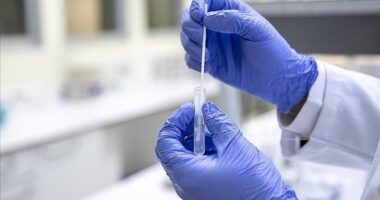 Koreja e Jugut konfirmon rastin e tetë të murtajës afrikane të derrave