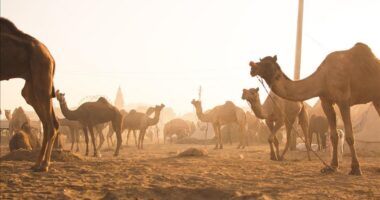 Australia asgjëson qindra deve për shkak të thatësirës
