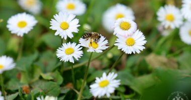 Presidenti Bajram Begaj uron shqiptarët për Ditën e Verës