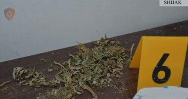 Përshtatën ambientin për kultivim kanabisi/ Policia u prish planet, katër të arrestuar në Shijak