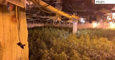 Magazina me drogë në Peqin/ Arrestohet faturisti i OSHEE, në kërkim katër persona ( 2 të afërm të Bilal Hasës)