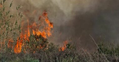 Zjarr në kodrat e fshatit Sherisht/ Vlorë, era favorizon përhapjen, digjen disa rrënjë ulliri