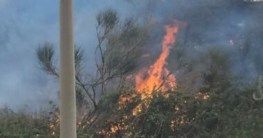 Zjarr në Sherisht, flakët favorizohen nga era/ Vlorë, digjen shkurre e bimësi
