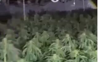 Në banesë iu gjet kanabis/ Shpallet në kërkim drejtori i burgut të Rrogozhinës, Bilal Hasa