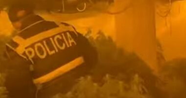 Kanabis në banesën e Bilal Hasës/ U kultivuan në dy ambiente, në kërkim edhe përgjegjësi i OSHEE