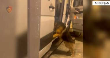 VIDEO/ Sekuestrohen 4.2 kilogramë kanabis në Muriqan, në pranga dy persona