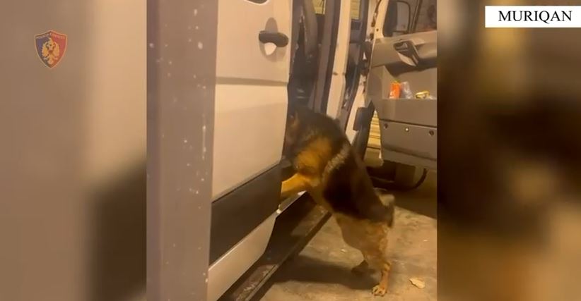 VIDEO/ Sekuestrohen 4.2 kilogramë kanabis në Muriqan, në pranga dy persona