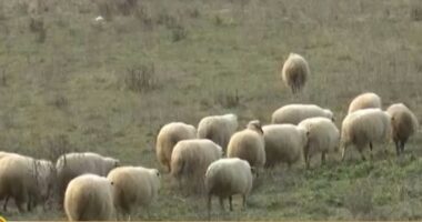 Alarm për sëmundjen e bagëtive/ Gjirokastër, masa kundër aftes epizotike, pas rasteve në Greqi