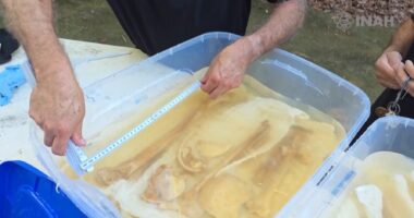 Skelet mijëvjeçar në Meksikë/ Arkeologët: Trupi ishte vendosur në shpellë për një ritual