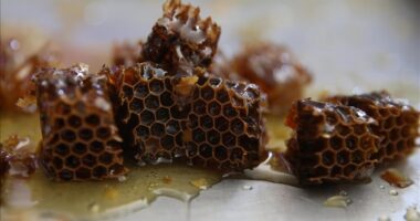 Turqia, prodhuesi i dytë më i madh i mjaltit në botë