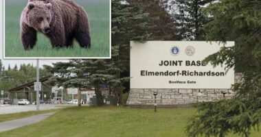 Po stërviteshin në Alaska, dy ushtarë amerikan sulmohen nga ariu