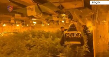 EMRAT/ Magazina me kanabis në Peqin, pas pezullimit përjashtohen 7 zyrtarët e policisë