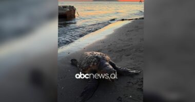 Vlorë/ Breshka e ujit gjendet e ngordhur në bregdet, dyshohet për goditje nga helikat e anijes